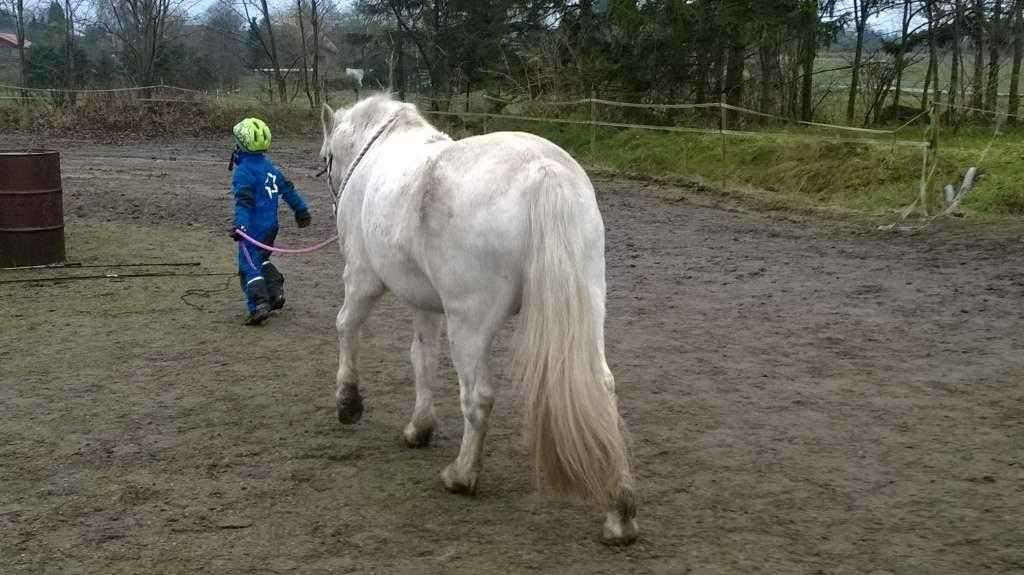 Håndtere en hest.